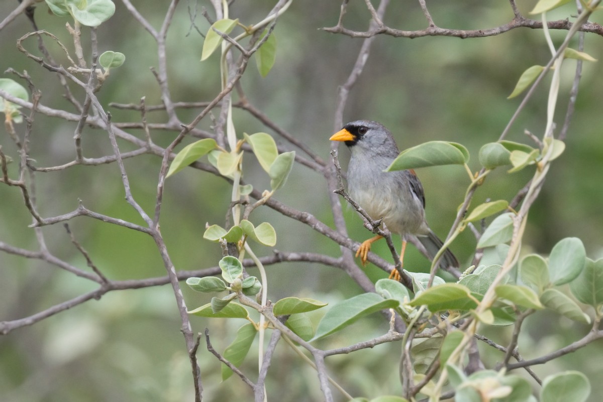 Küçük İnka İspinozu - ML647439272