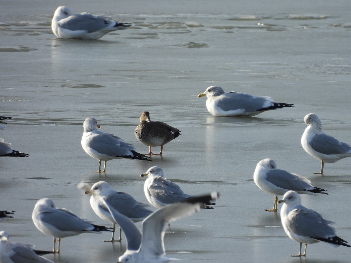 Gadwall - ML647439278