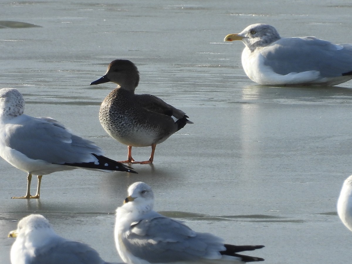 Gadwall - ML647439293