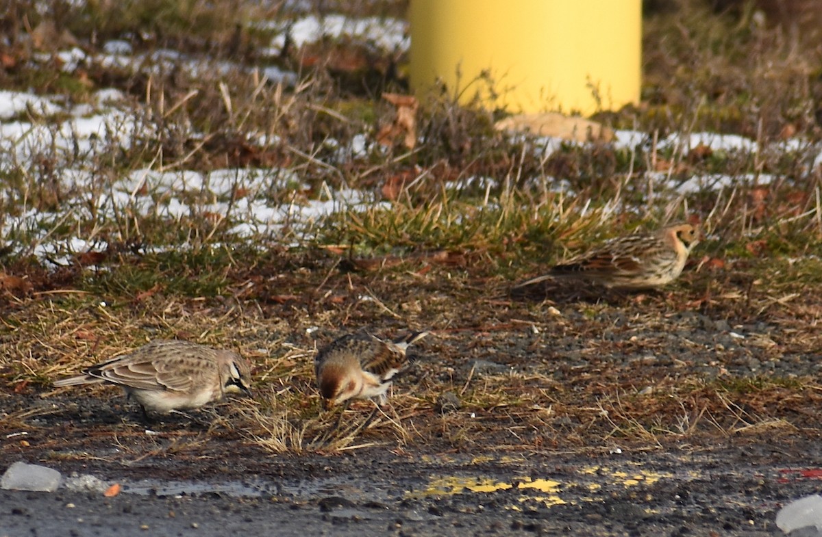 Подорожник лапландський - ML647439300
