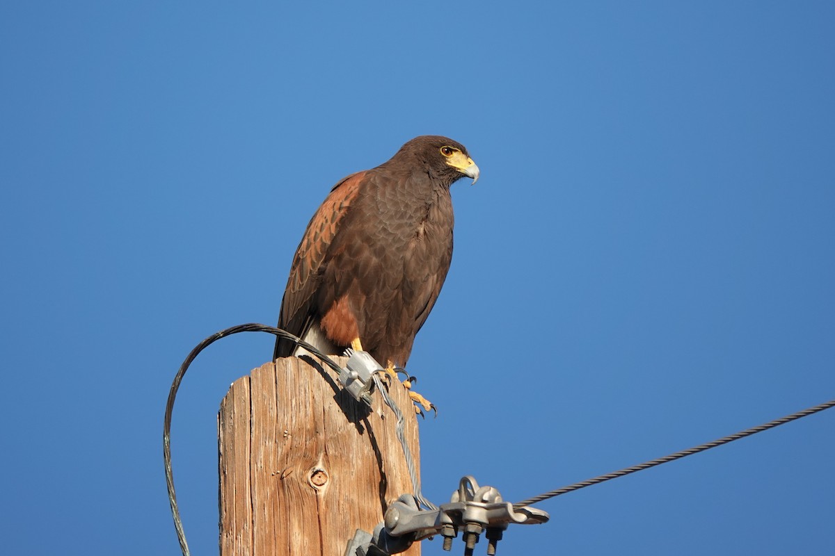 Канюк пустельний - ML647439308