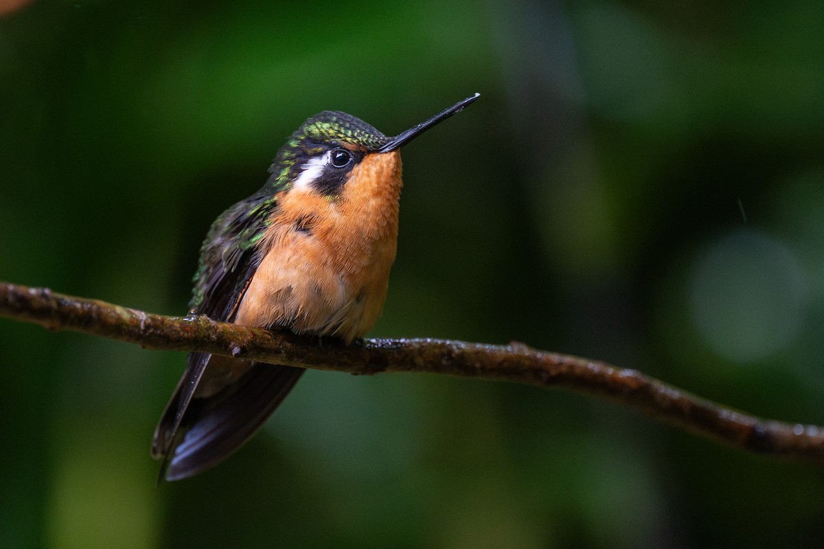 Purple-throated Mountain-gem - ML647439312