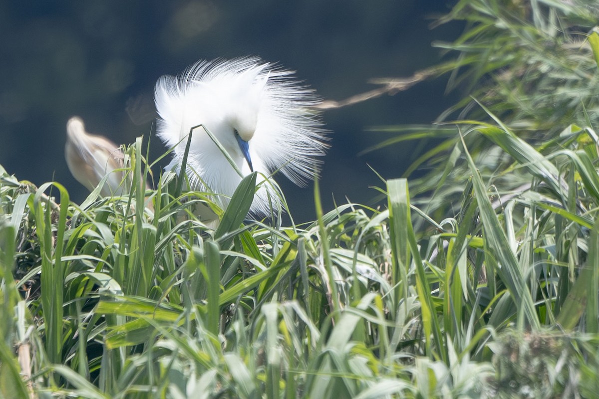 Чапля синьодзьоба - ML647439313