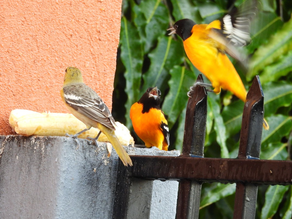 Балтиморский трупиал - ML647439314