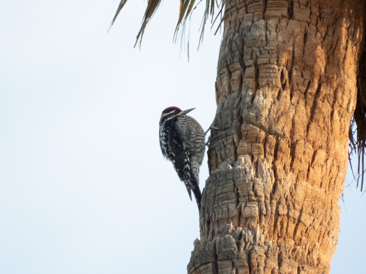 Rotnacken-Saftlecker - ML647439317