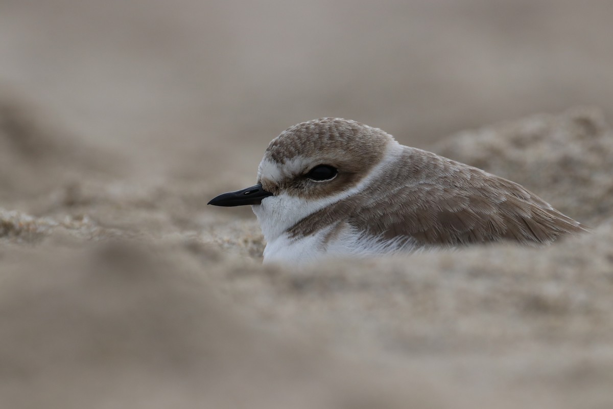 Бледный зуёк - ML647439321