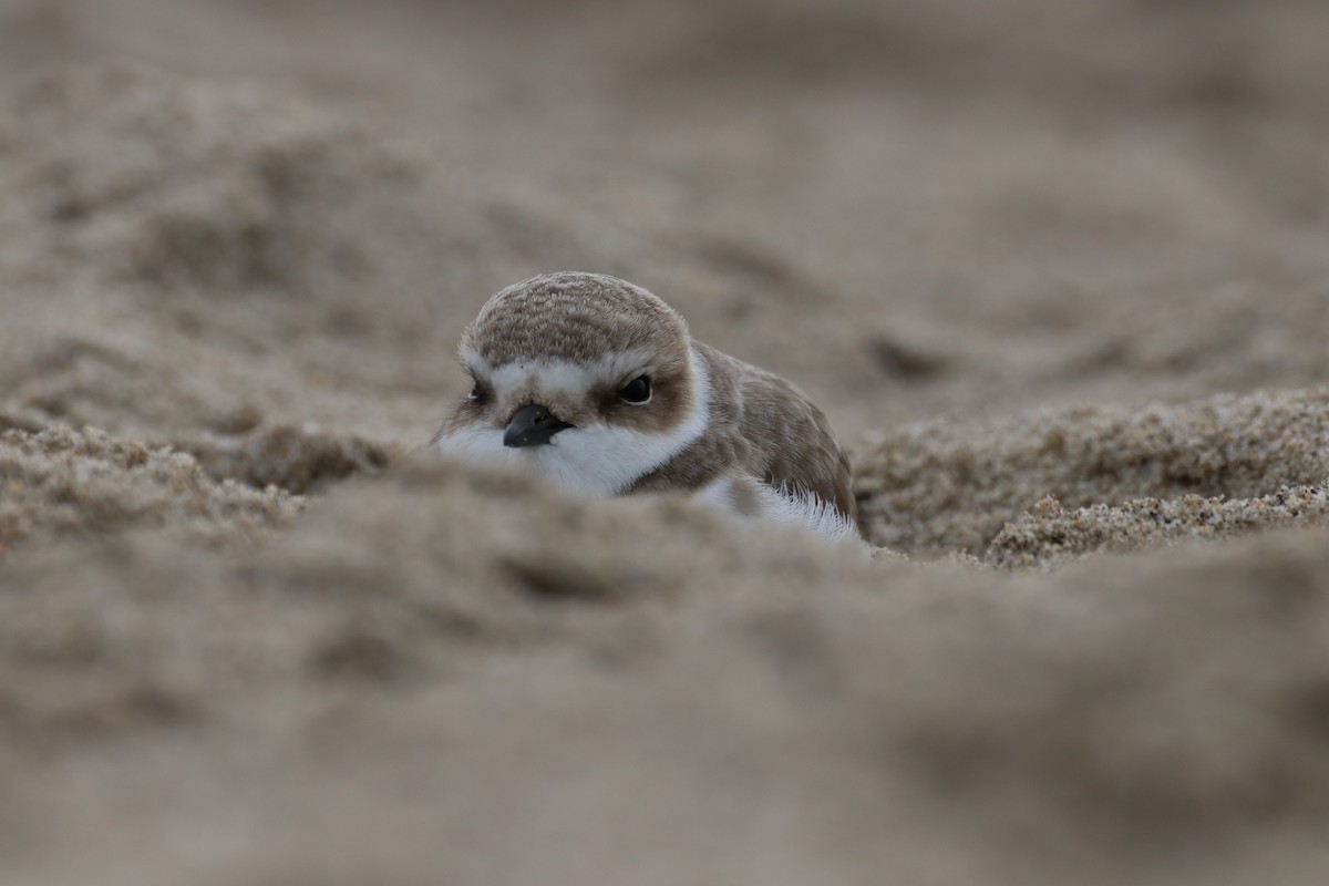 Бледный зуёк - ML647439359