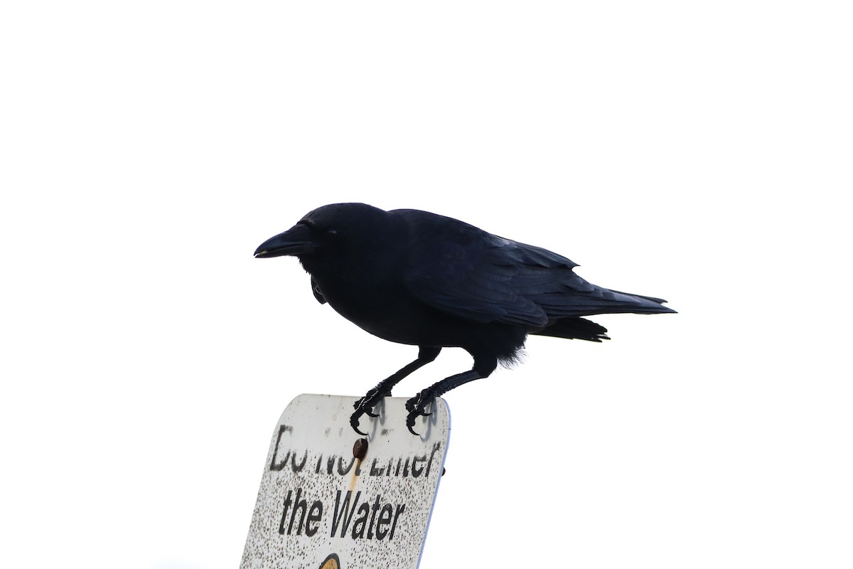 ウオガラス - ML647439361