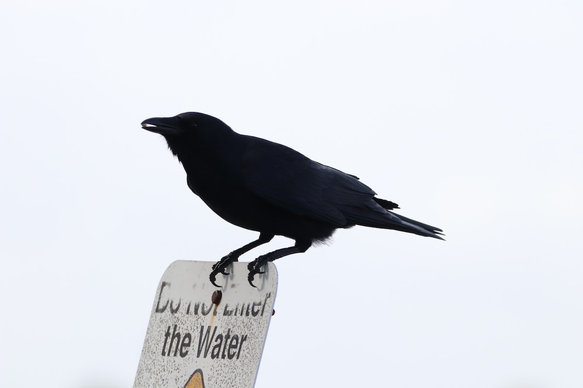 ウオガラス - ML647439362