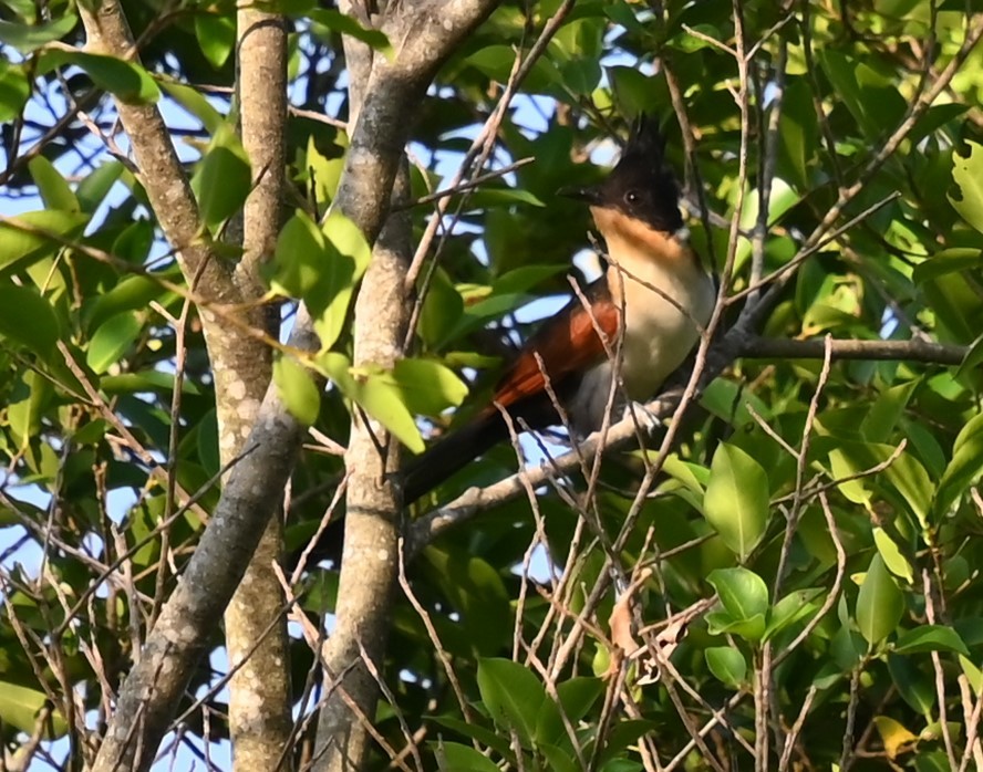 カンムリカッコウ - ML647439364