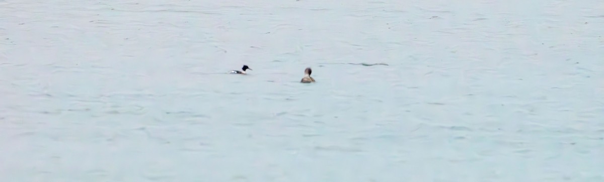 Serreta Mediana - ML647439373