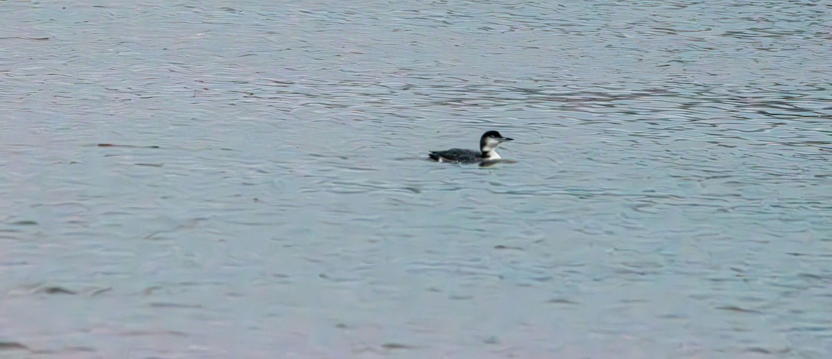 Common Loon - ML647439385
