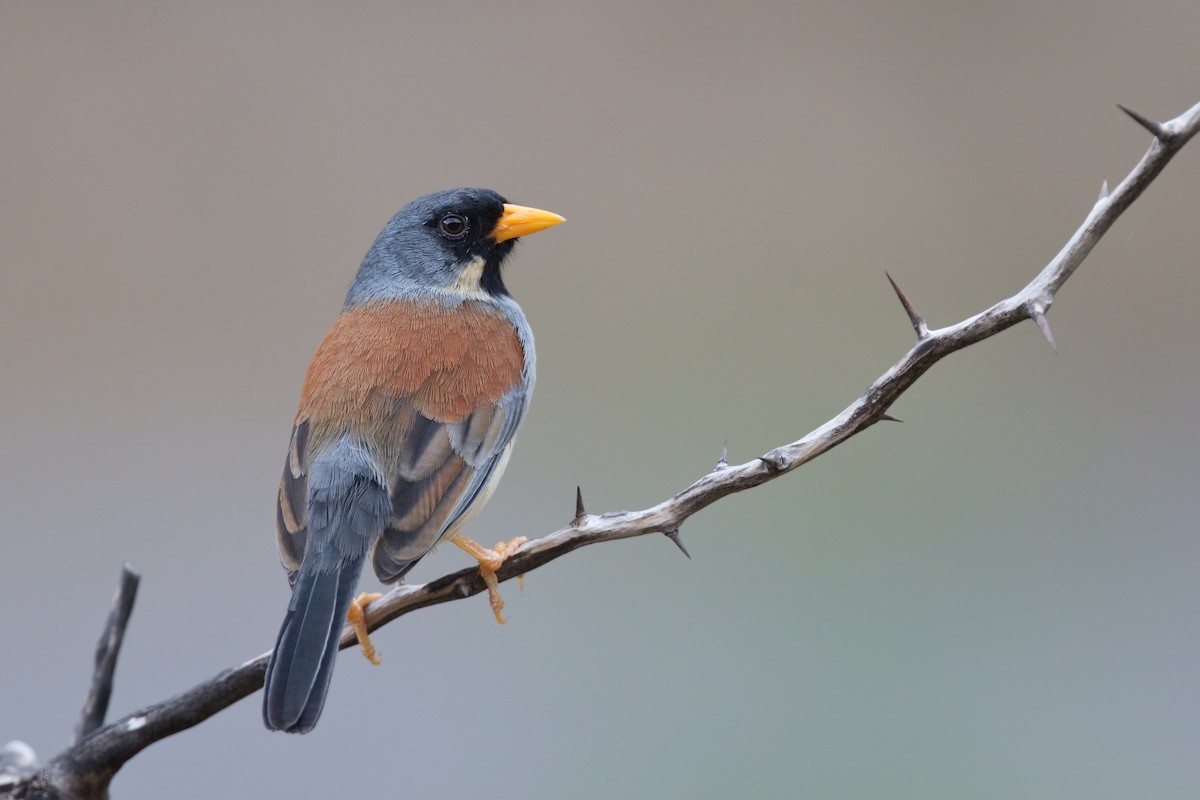 Buff-bridled Inca-Finch - ML647439389