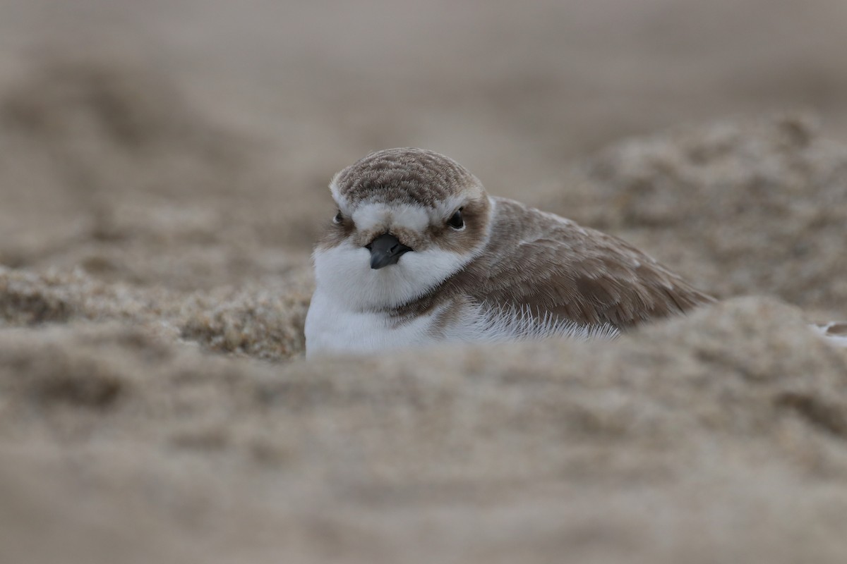 Snowy Plover - ML647439400