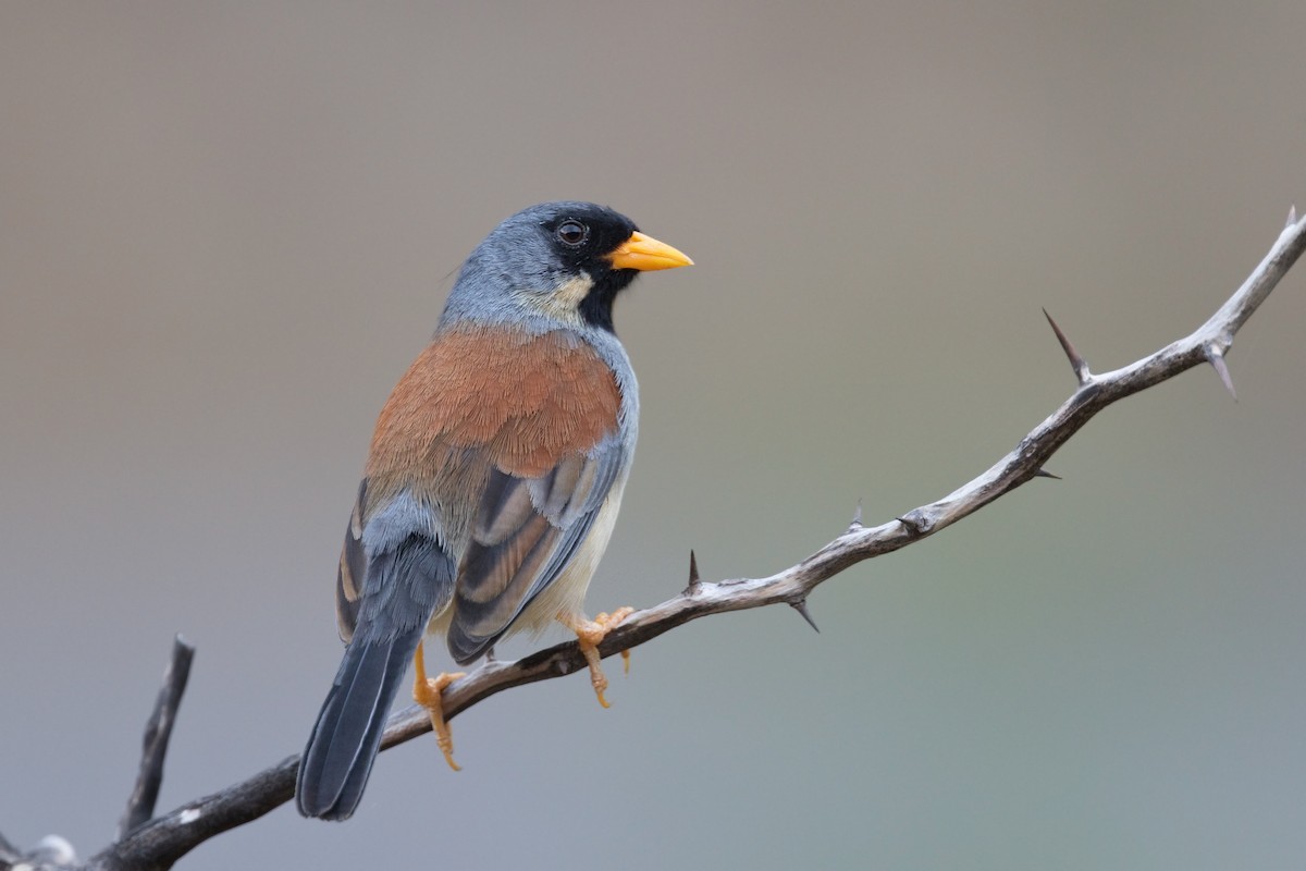 Buff-bridled Inca-Finch - ML647439402