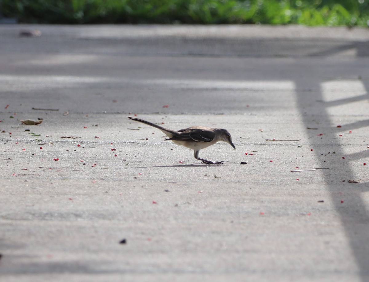 Northern Mockingbird - ML647439404