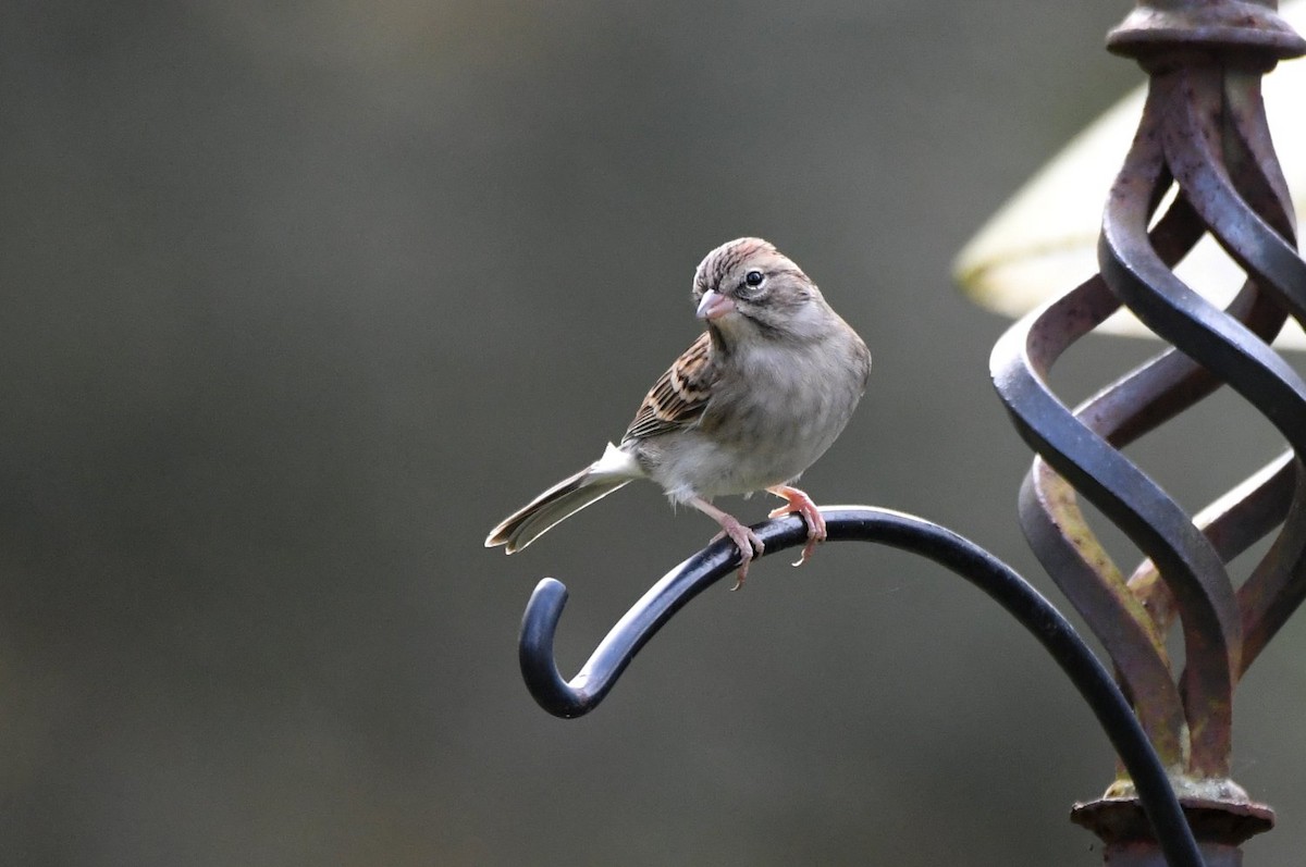 Chipping Sparrow - ML647439406