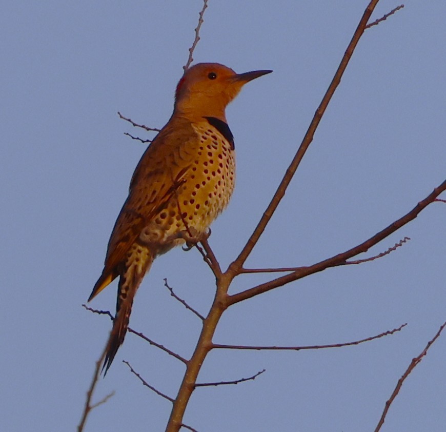 Northern Flicker - ML647439410