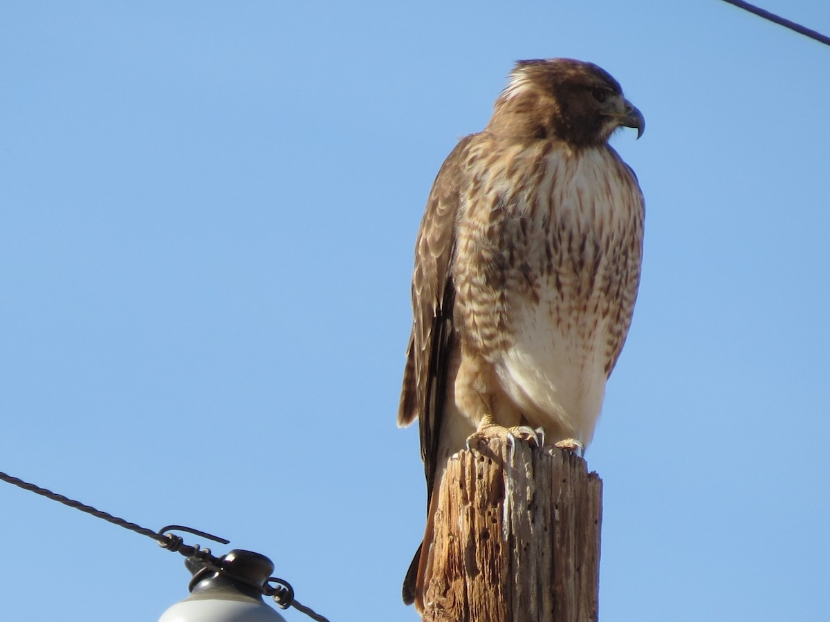 Red-tailed Hawk (calurus/alascensis) - ML647439411