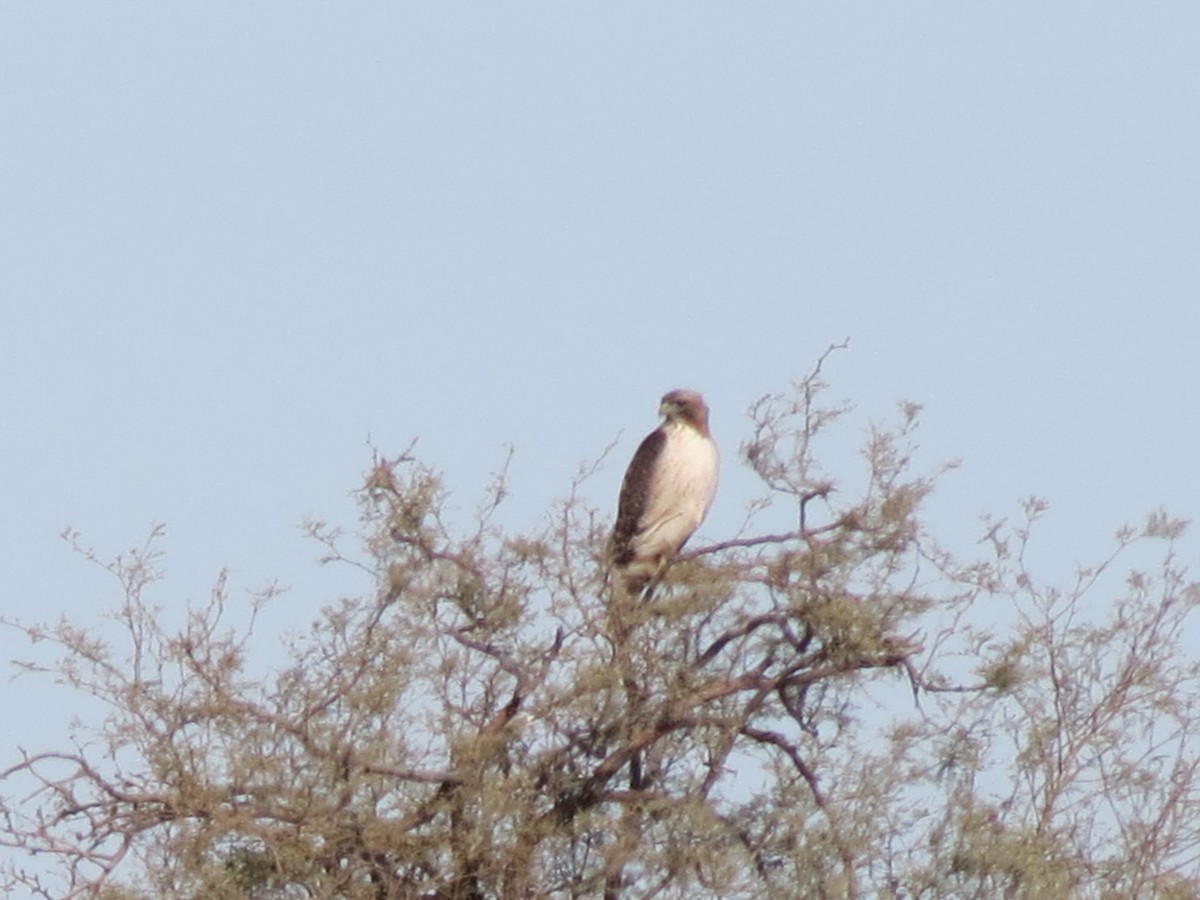 Red-tailed Hawk (calurus/alascensis) - ML647439413