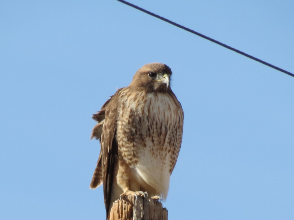 Red-tailed Hawk (calurus/alascensis) - ML647439414