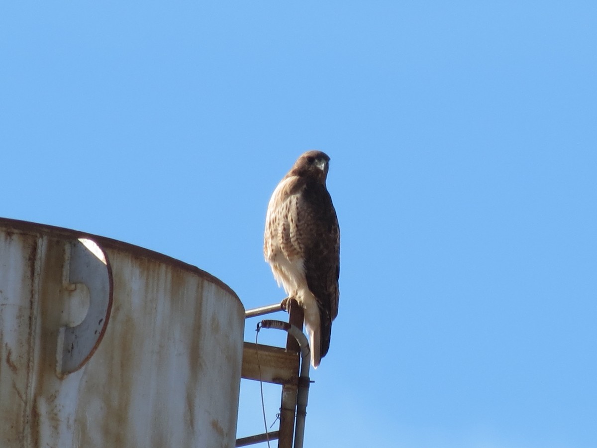 Red-tailed Hawk (calurus/alascensis) - ML647439415