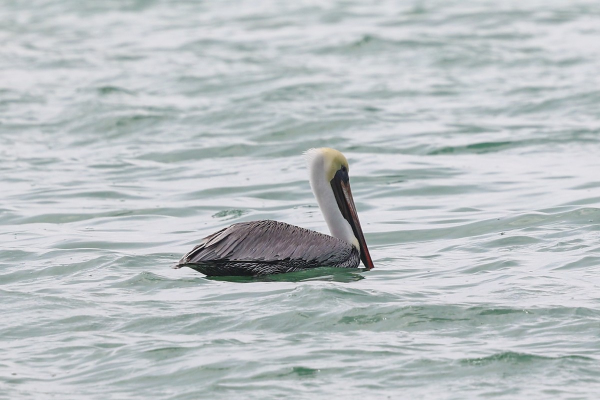 Brown Pelican - ML647439416