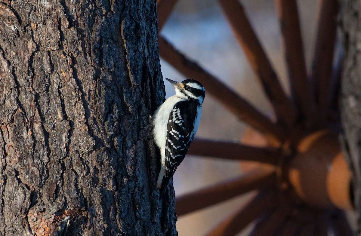 Hairy Woodpecker - ML647439417