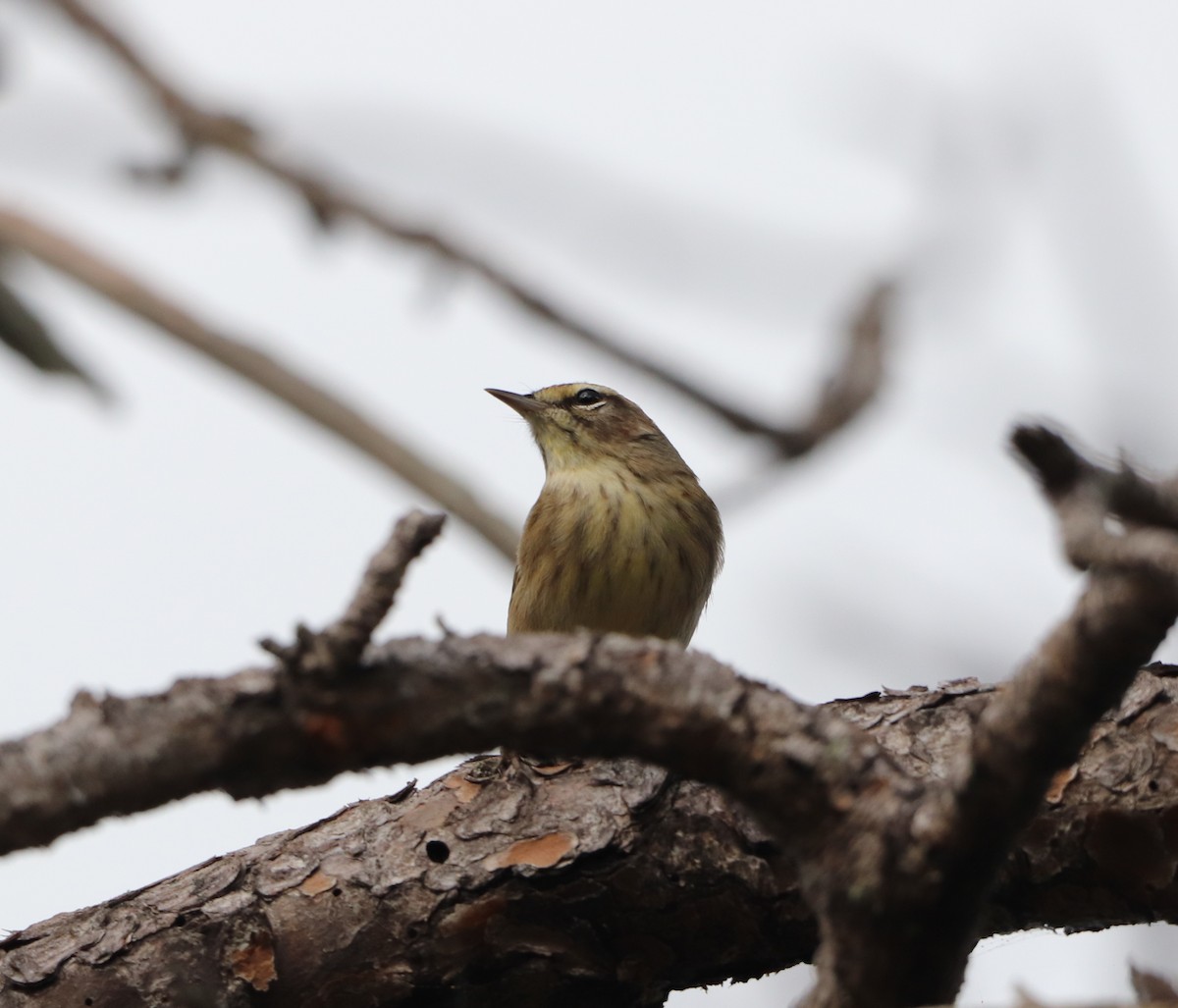Palm Warbler - ML647439422