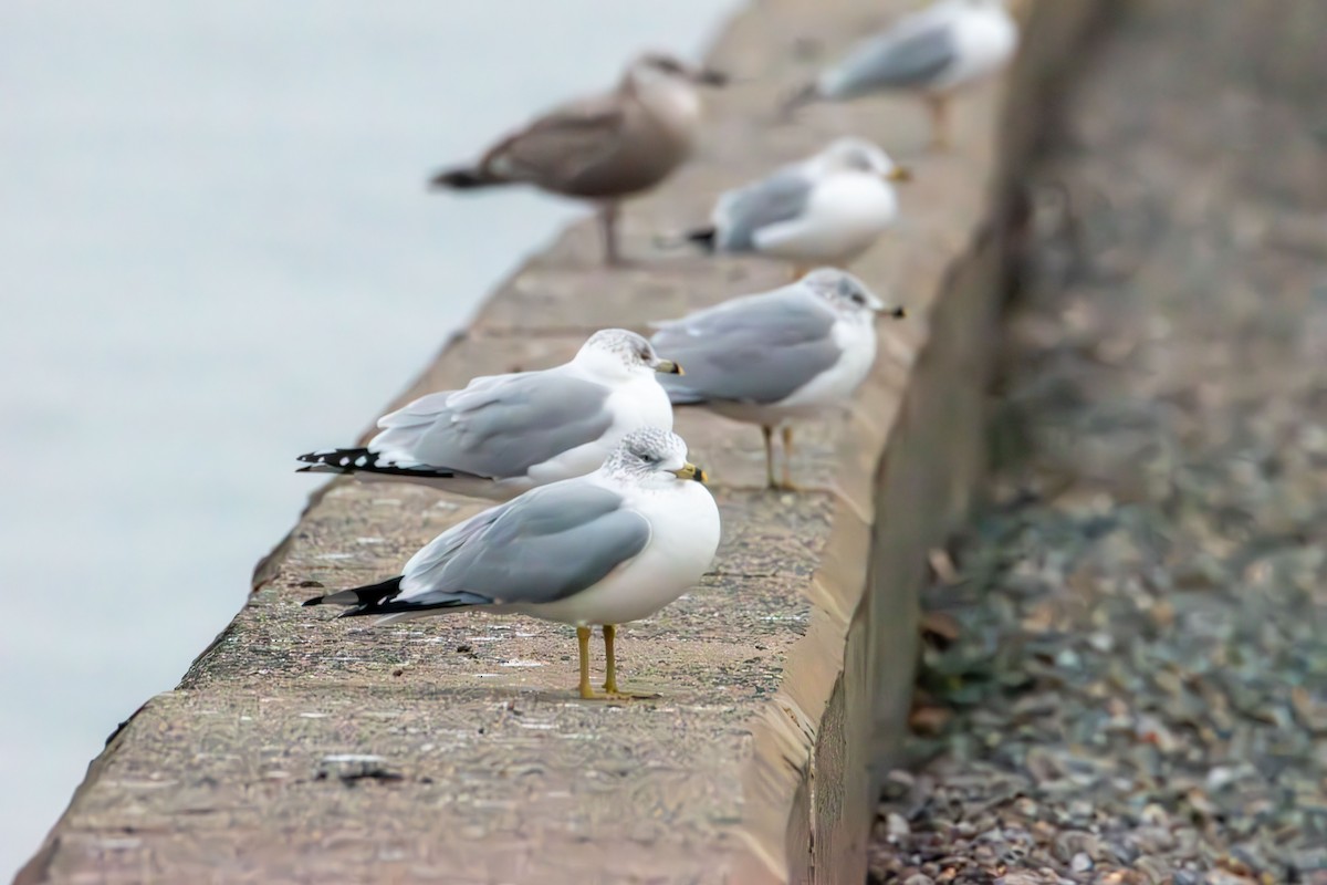 Ring-billed Gull - ML647439423