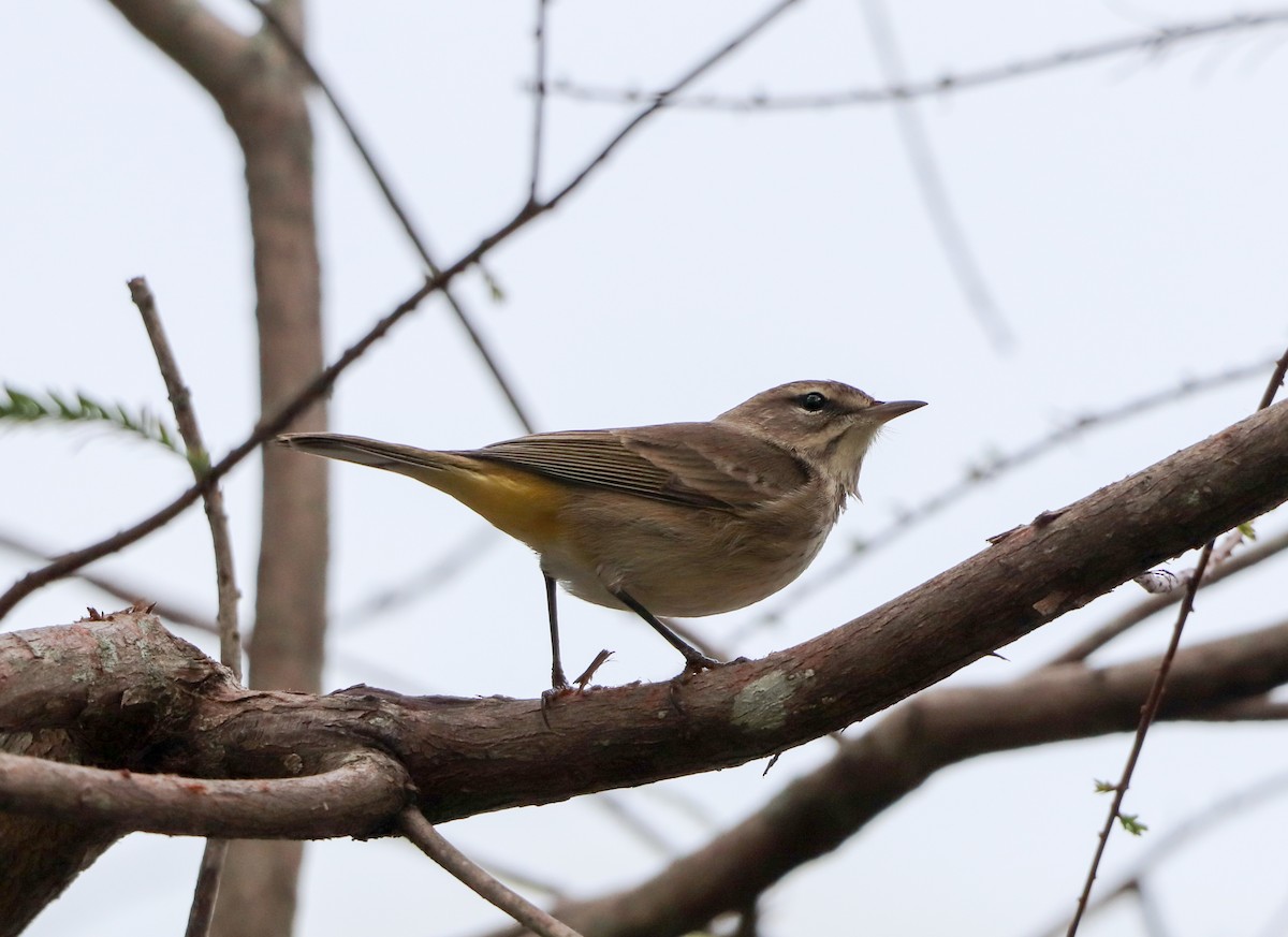 Palm Warbler - ML647439424