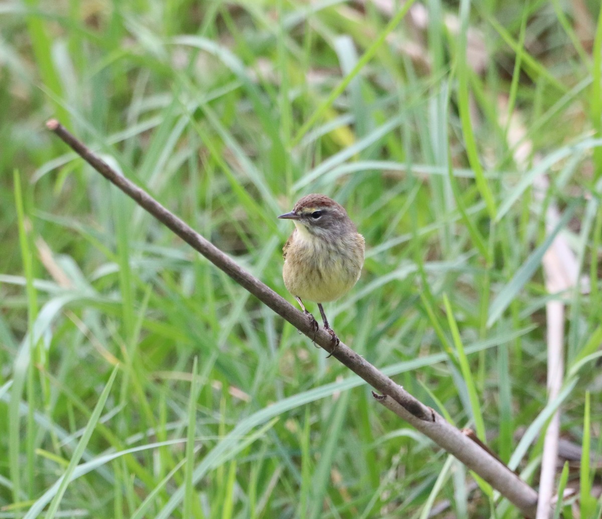 Palm Warbler - ML647439425