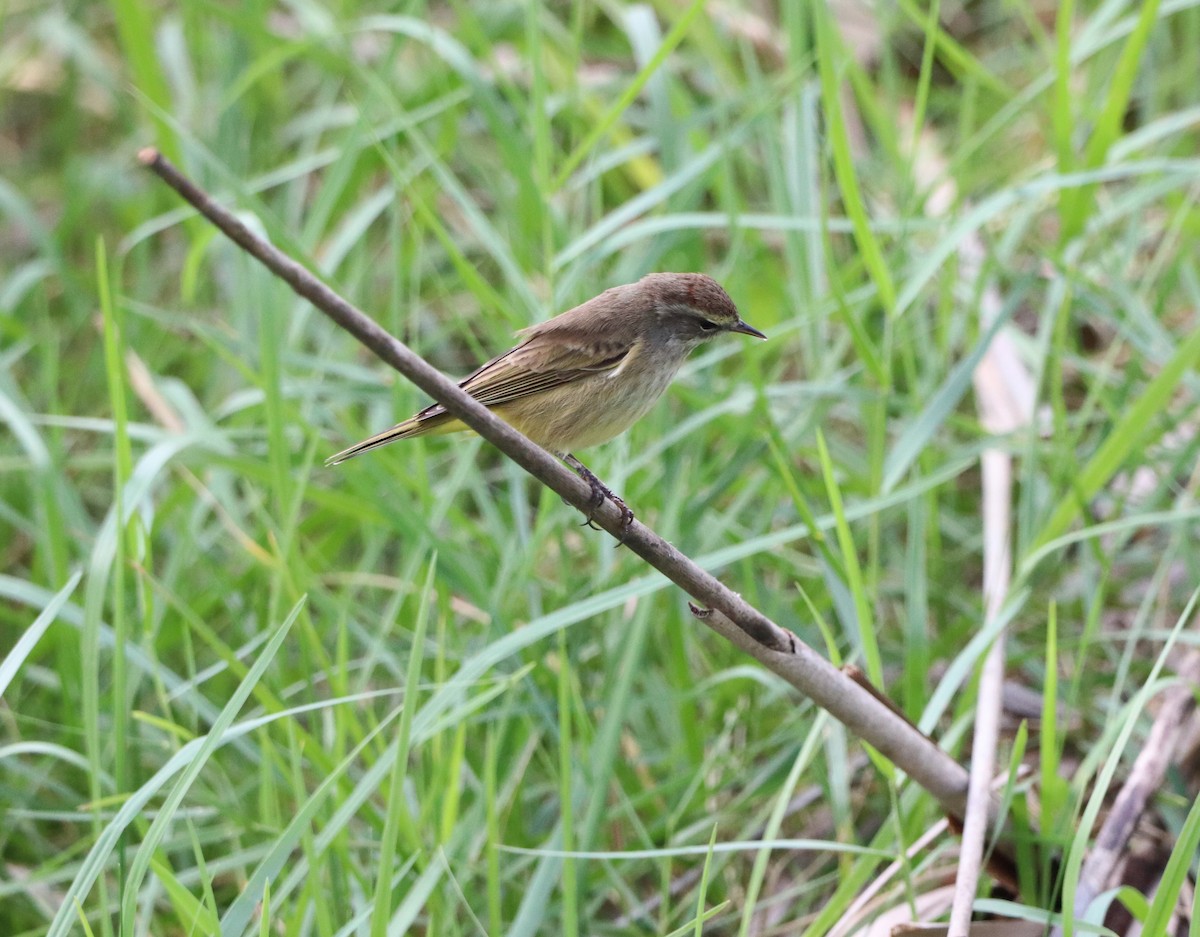 Palm Warbler - ML647439426
