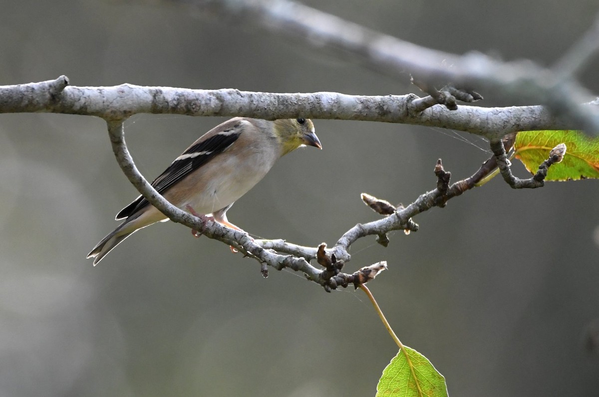 American Goldfinch - ML647439427