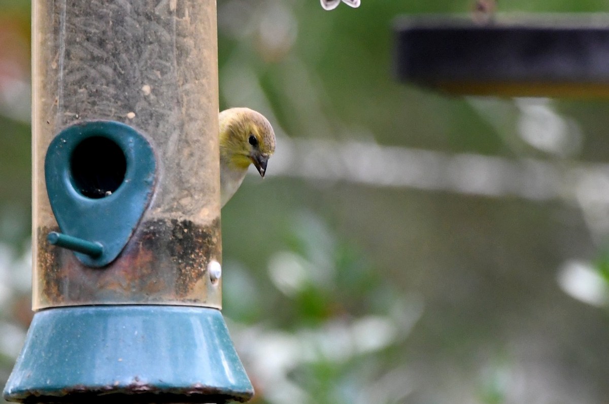 American Goldfinch - ML647439429