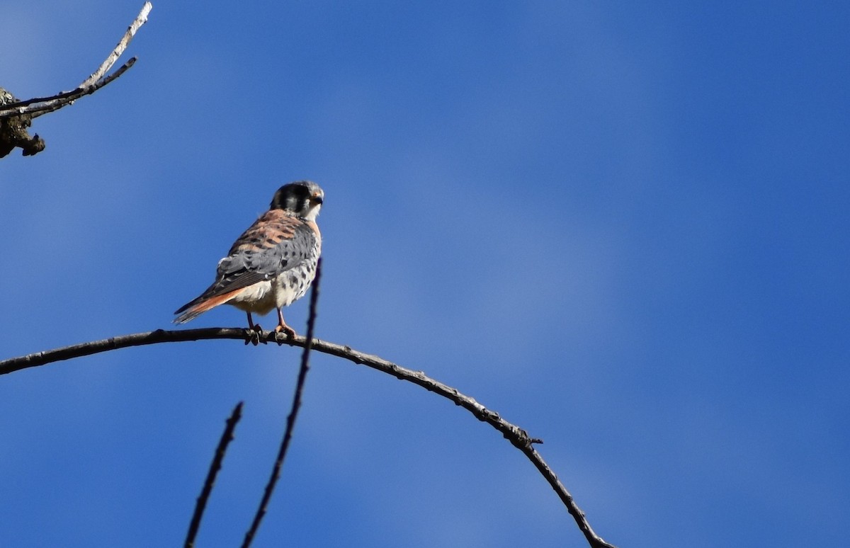 American Kestrel - ML647439435
