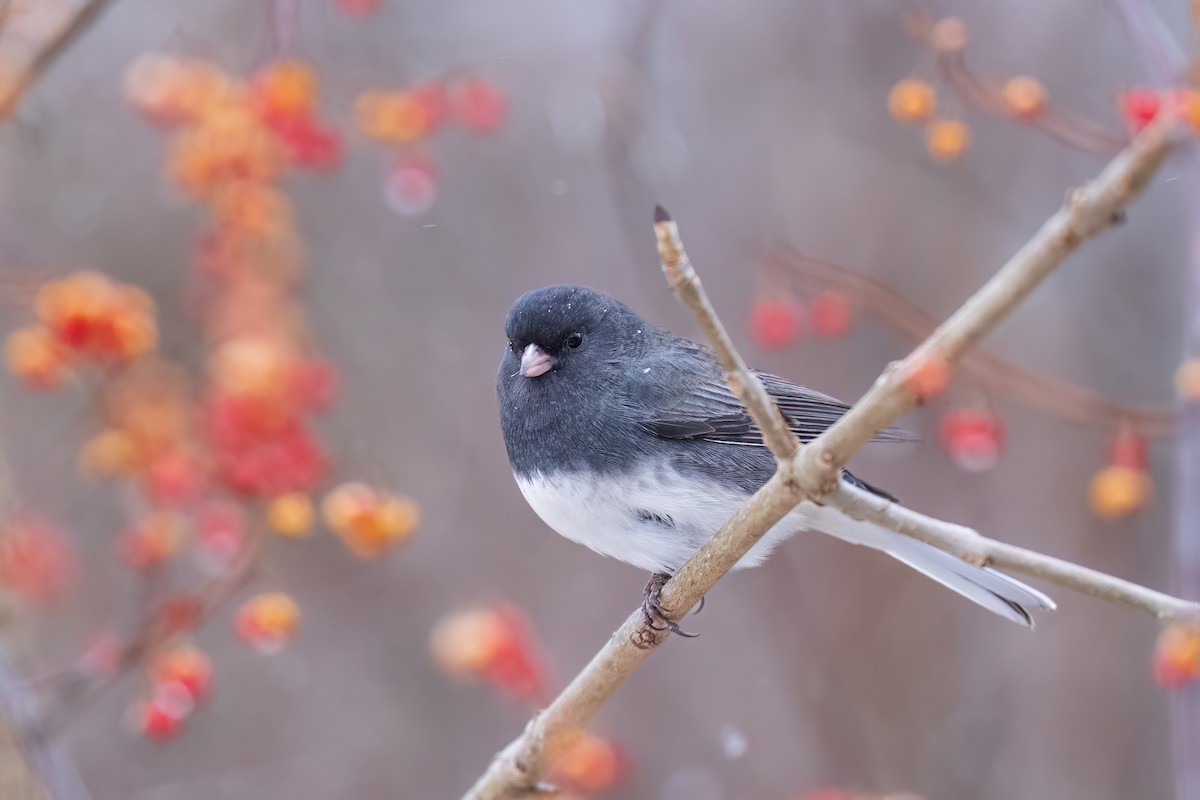 Dark-eyed Junco - ML647439437