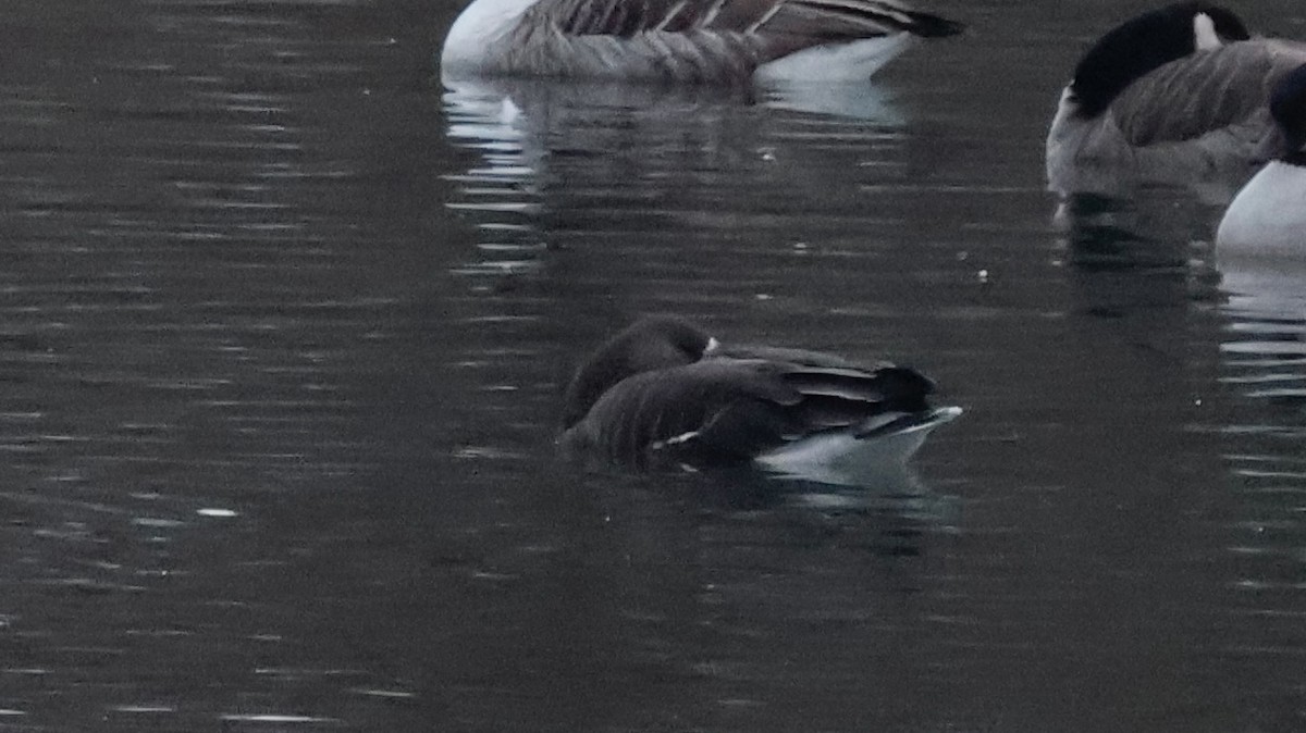Greater White-fronted Goose - ML647439438