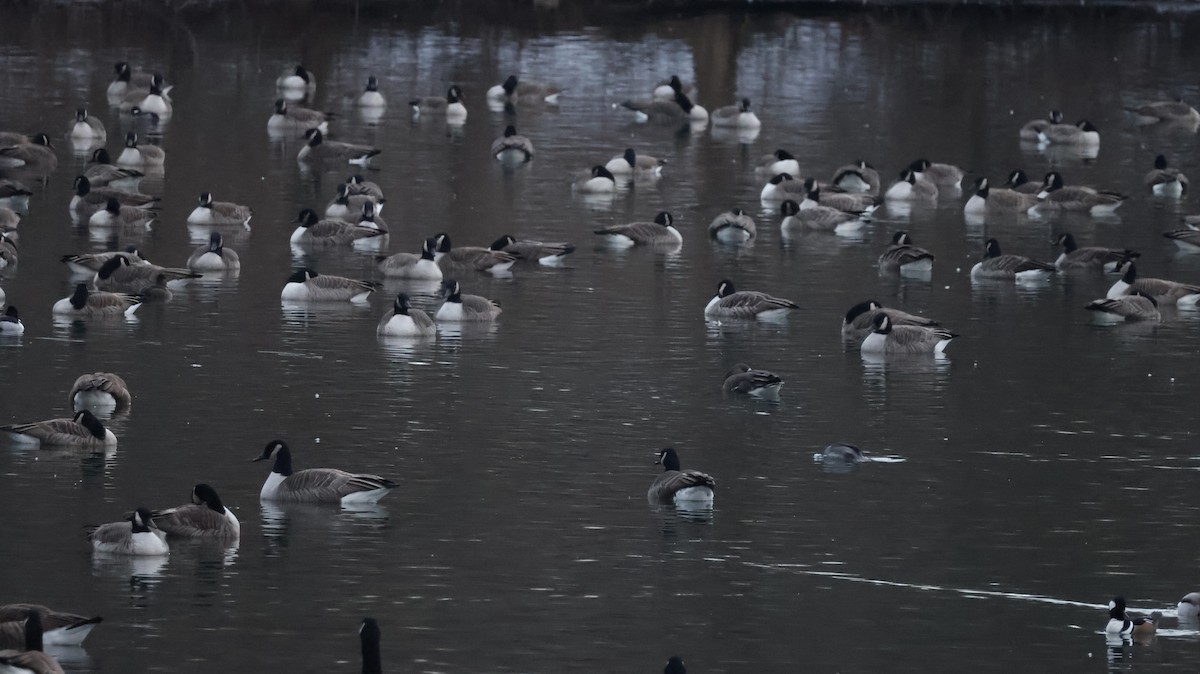 Greater White-fronted Goose - ML647439439