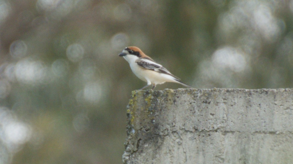 Woodchat Shrike - ML647439440