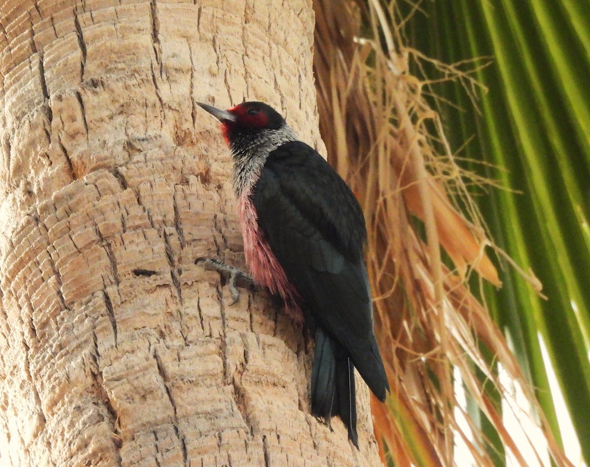 Lewis's Woodpecker - ML647439445