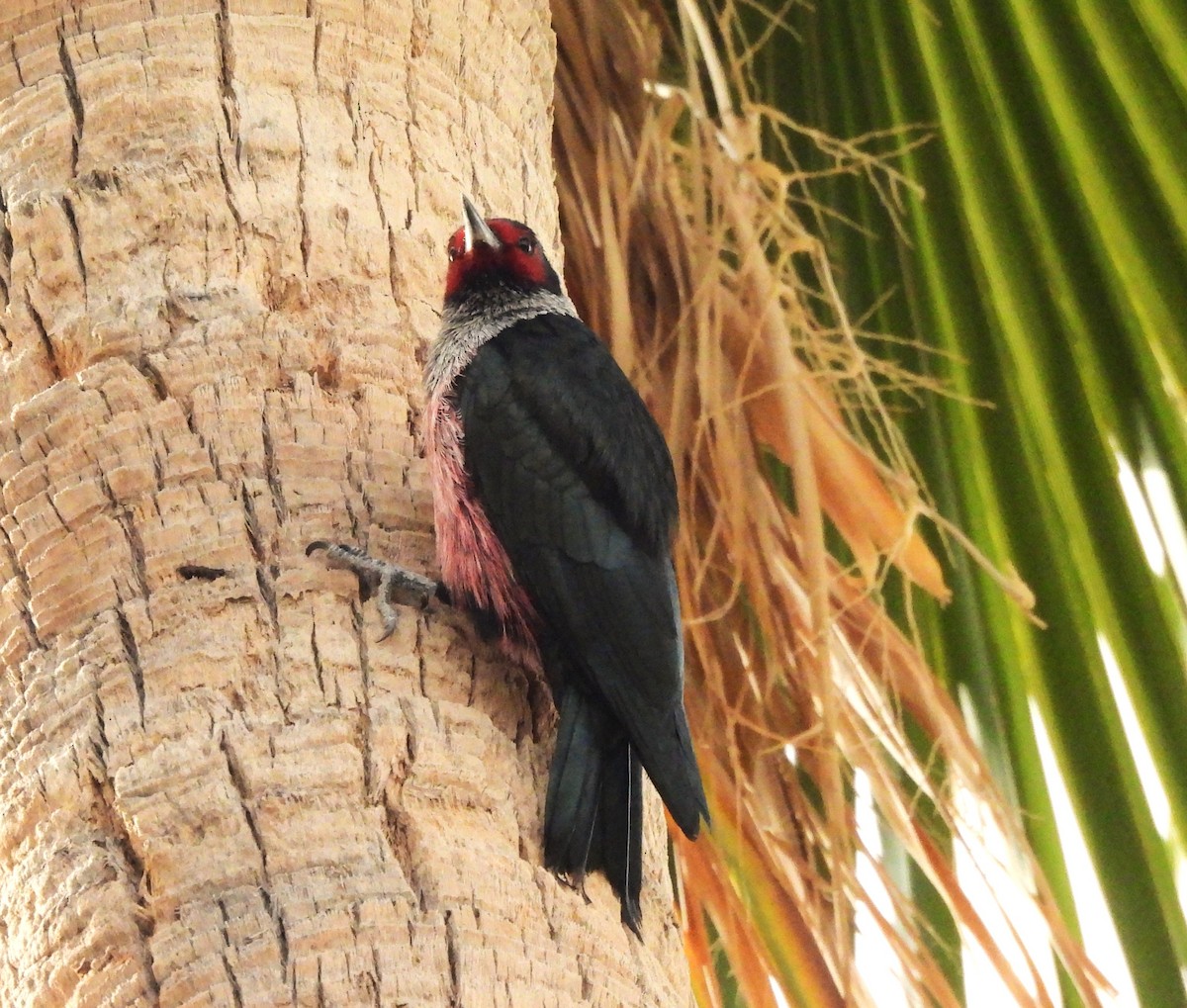 Lewis's Woodpecker - ML647439446