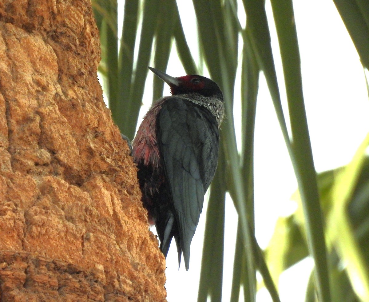 Lewis's Woodpecker - ML647439449