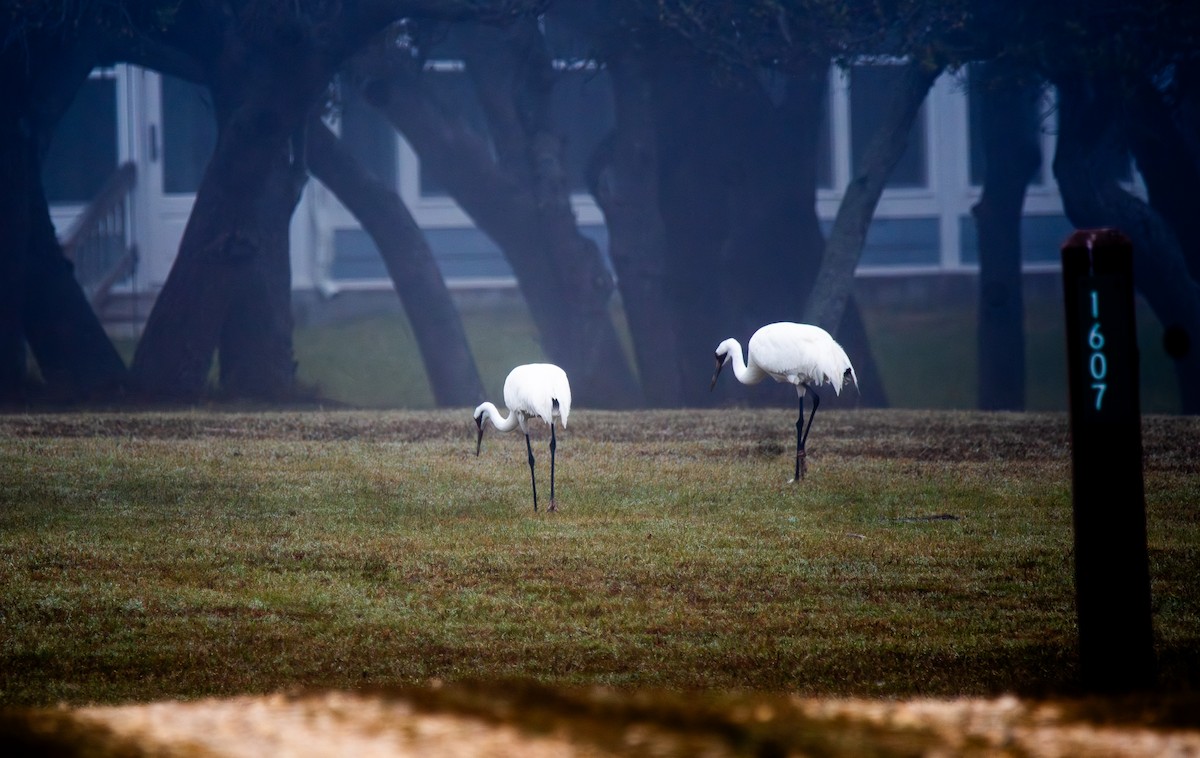 trompettrane - ML647439453