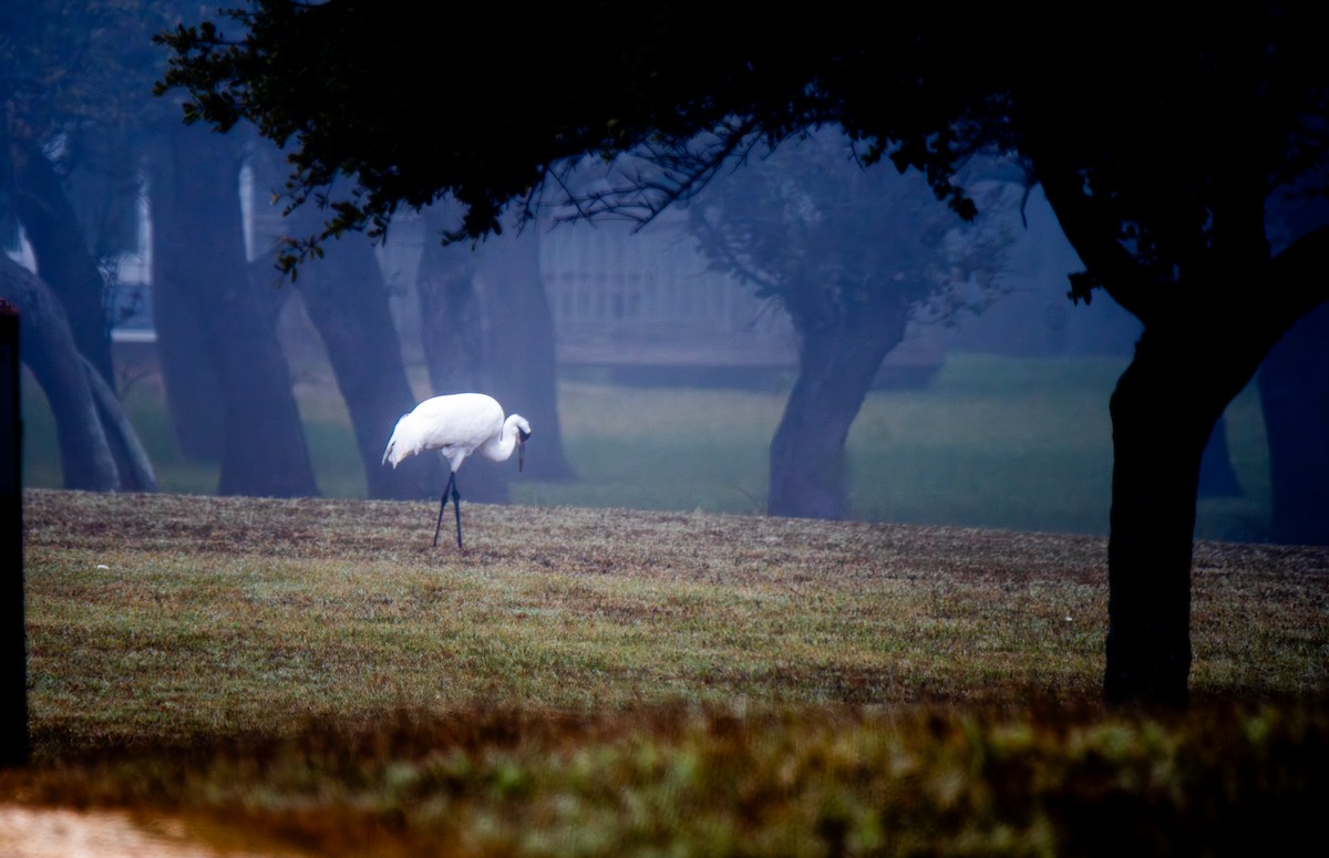 trompettrane - ML647439454