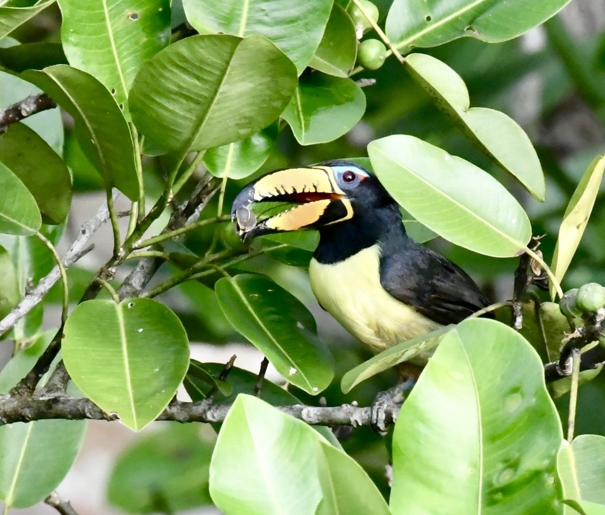 Lettered Aracari - ML647439456
