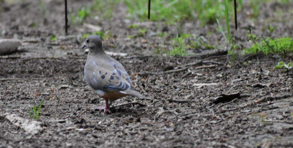 Mourning Dove - ML647439470