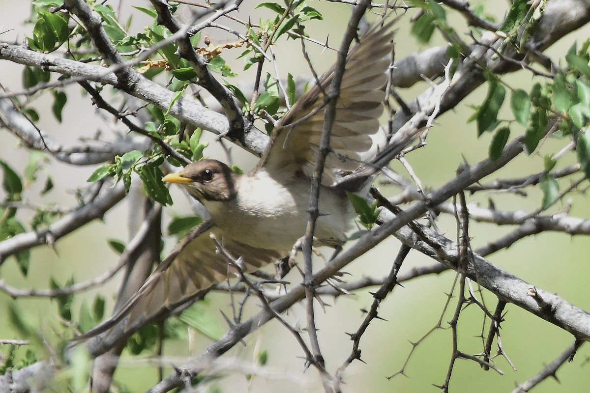 キバラツグミ - ML647439492