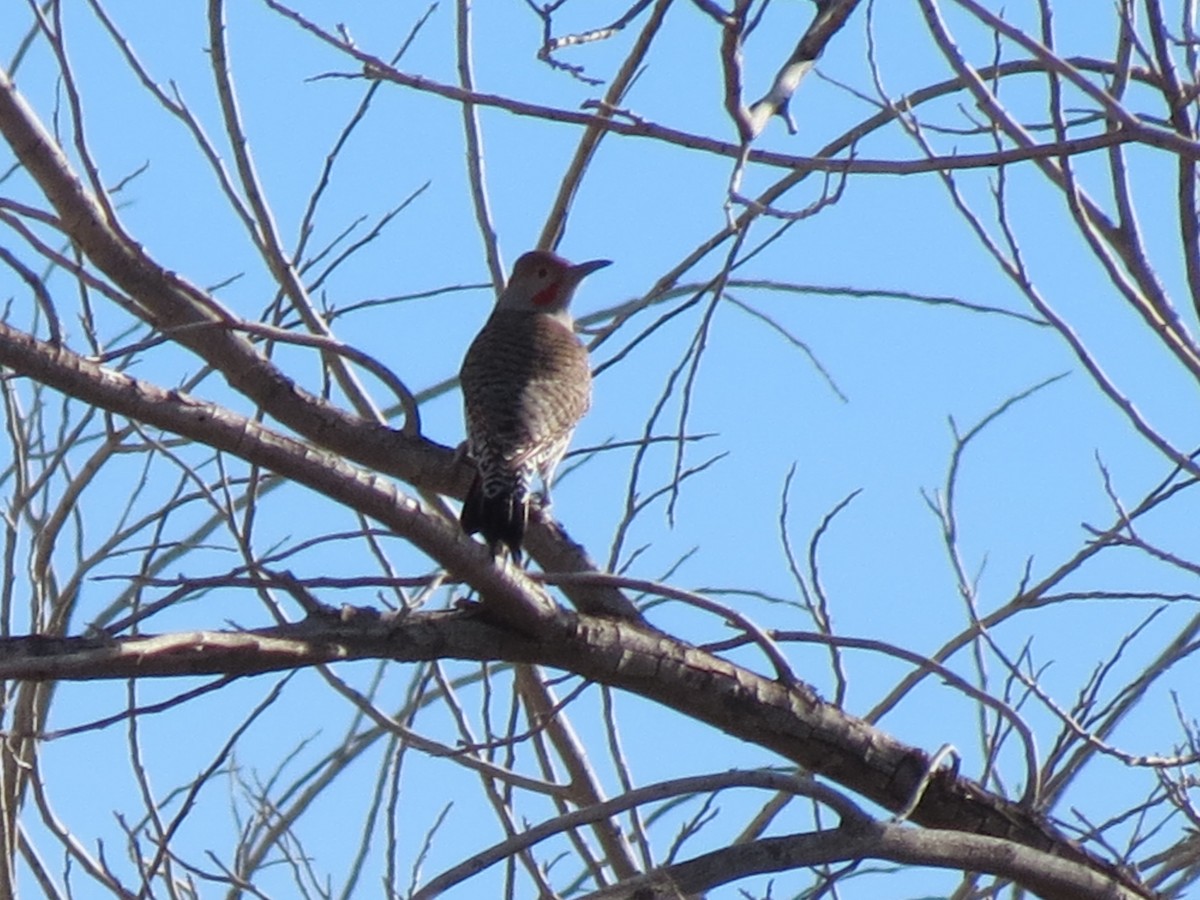 ハシボソキツツキ - ML647439498