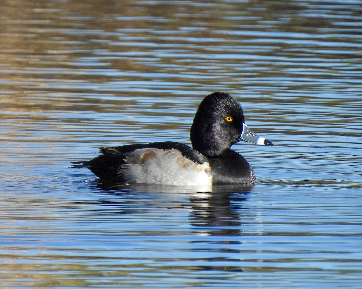Ring-necked Duck - ML647439512